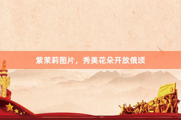 紫茉莉图片，秀美花朵开放俄顷